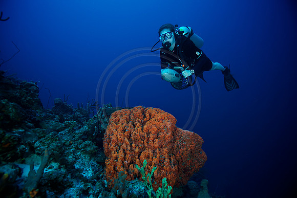 Melissa reef scene